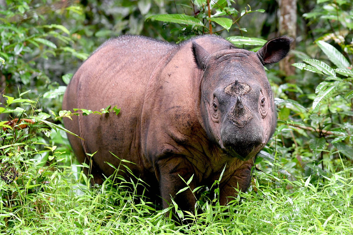 Malaysia’s last female Sumatran rhino falls ill | The ASEAN Post